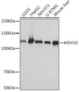 Western blot analysis of extracts of various cell lines, using Anti-Mov10 Antibody [ARC1817] (A305278) at 1:1,000 dilution. The secondary antibody was Goat Anti-Rabbit IgG H&L Antibody (HRP) at 1:10,000 dilution.