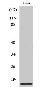 Western blot analysis of various cells using Anti-COX17 Antibody