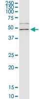 Anti-FLOT2 Mouse Monoclonal Antibody [clone: 3G6]