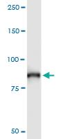 Anti-ANAPC5 Rabbit Polyclonal Antibody