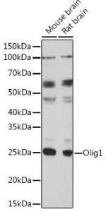 Anti-Olig1 antibody