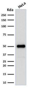 Western blot analysis of human HeLa cell lysate using Anti-FOXA1 Antibody [FOXA1/1512]