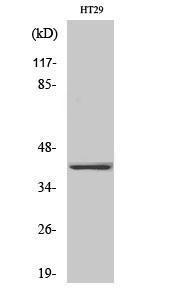 Western blot analysis of various cells using Anti-OR2A25 Antibody