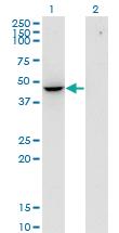 Anti-FLOT2 Mouse Monoclonal Antibody [clone: 3G6]