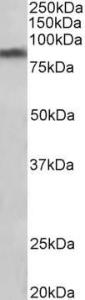 Antibody anti-dopamine transporter 100 µg