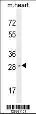 Anti-LIX1 Rabbit Polyclonal Antibody (AP (Alkaline Phosphatase))