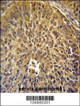 Anti-EIF3G Rabbit Polyclonal Antibody (PE (Phycoerythrin))