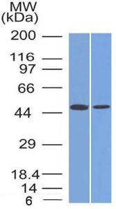 Western blot analysis of (A) MCF-7 and (B) PC3 cell lysates using Anti-FOXA1 Antibody [FOXA1/1512]