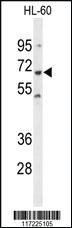 Anti-PTPN6 Rabbit Polyclonal Antibody