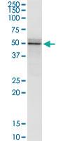 Anti-FLOT2 Mouse Monoclonal Antibody [clone: 3G6]