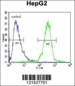 Anti-IGF2BP2 Rabbit Polyclonal Antibody