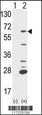 Anti-PTPN6 Rabbit Polyclonal Antibody