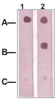 Anti-IRS1 Rabbit Polyclonal Antibody