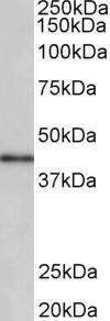 Anti-CCNDBP1 Antibody (A85024) (03 µg/ml) staining of Human Placenta lysate (35 µg protein in RIPA buffer) Primary incubation was 1 hour Detected by chemiluminescence