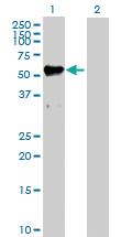 Anti-MMP12 Rabbit Polyclonal Antibody