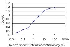 Anti-PASK Mouse Monoclonal Antibody [clone: 6D10]