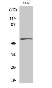 Western blot analysis of various cells using Anti-p53 (phospho Ser9) Antibody