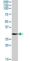 Anti-YWHAQ Goat Polyclonal Antibody