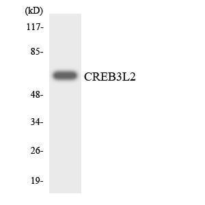 Antibody anti-CREB3L2 A96584-100 100 µg