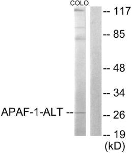 Anti-APAF-1-ALT antibody