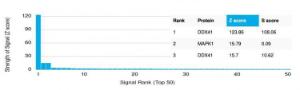 Analysis of protein array containing more than 19000 full-length human proteins using Anti-DDX41 Antibody [PCRP-DDX41-1B4]