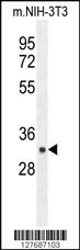 Anti-RPS6 Rabbit Polyclonal Antibody