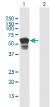 Anti-NF2 Mouse Polyclonal Antibody