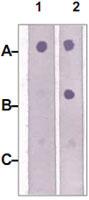 Anti-IRS2 Rabbit Polyclonal Antibody