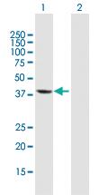 Anti-MRI1 Mouse Polyclonal Antibody