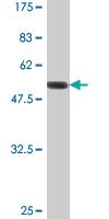 Anti-SMN2 Mouse Monoclonal Antibody [clone: 1A3-2B9]