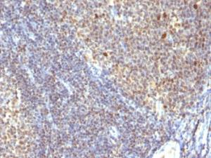 Immunohistochemical analysis of formalin-fixed, paraffin-embedded human tonsil using Anti-IPO-38 Antibody [SPM260]