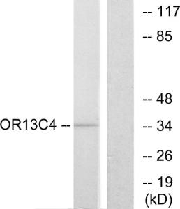 Western blot analysis of lysates from COS7 cells using Anti-OR13C4 Antibody. The right hand lane represents a negative control, where the Antibody is blocked by the immunising peptide