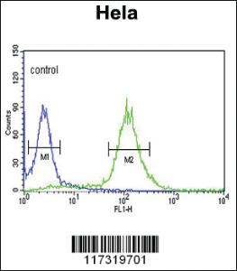 Anti-RFC5 Rabbit Polyclonal Antibody