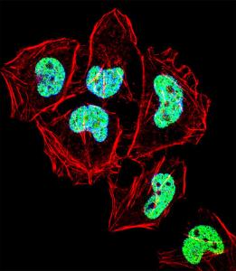 Anti-ZNF155 Rabbit Polyclonal Antibody (APC (Allophycocyanin))