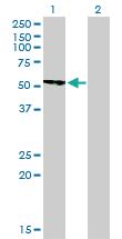 Anti-CAMK2B Mouse Monoclonal Antibody [clone: 2D7-D8]