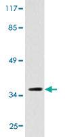 Anti-RRH Rabbit Polyclonal Antibody