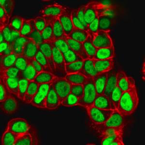 Immunofluorescent analysis of PFA fixed MCF-7 cells stained with Anti-FOXA1 Antibody [FOXA1/1512] followed by Goat Anti-Mouse IgG (CF&#174; 488). Counterstain is Phalloidin (Red).