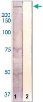 Anti-LRRK2 Rabbit Polyclonal Antibody