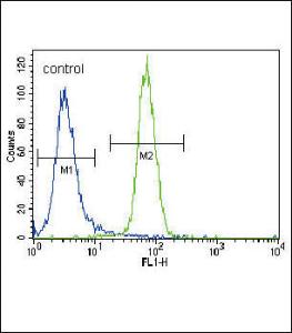 Anti-RUNX2 Rabbit Polyclonal Antibody (PE (Phycoerythrin))