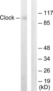 Western blot analysis of lysates from HUVEC cells using Anti-Clock Antibody. The right hand lane represents a negative control, where the antibody is blocked by the immunising peptide.