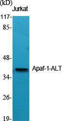 Anti-APAF-1-ALT antibody