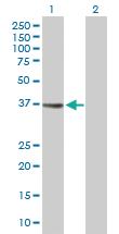 Anti-MRI1 Rabbit Polyclonal Antibody