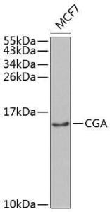 Western blot analysis of extracts of MCF-7 cells, using Anti-HCG alpha Antibody (A8895) at 1:1,000 dilution. The secondary antibody was Goat Anti-Rabbit IgG H&L Antibody (HRP) at 1:10,000 dilution.