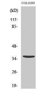 Anti-APAF-1-ALT antibody