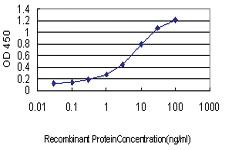 Anti-HYI Mouse Monoclonal Antibody [clone: 2A2]