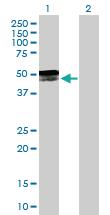 Anti-GPR151 Mouse Polyclonal Antibody