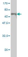 Anti-CEBPE Mouse Monoclonal Antibody [clone: 7A4]