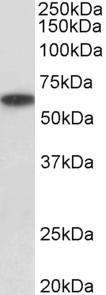 Anti-P2rx4 Antibody (A85028) (1µg/ml) staining of Human Kidney lysate (35µg protein in RIPA buffer). Primary incubation was 1 hour. Detected by chemiluminescence.