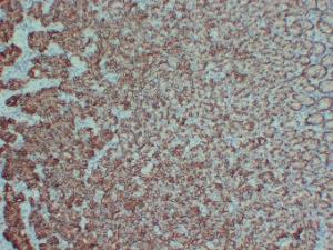 Immunohistochemical analysis of paraffin-embedded human Stomach using Anti-Claudin 18 Antibody