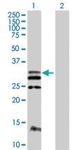 Anti-FLT3L Mouse Polyclonal Antibody